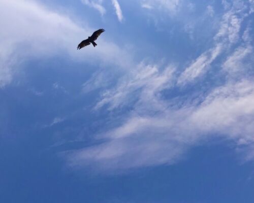 4231807_s (1)